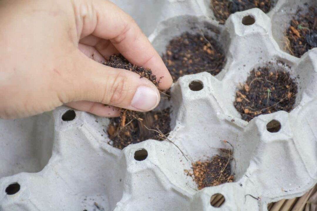 Starting Seeds in Egg Cartons Minneopa Orchards