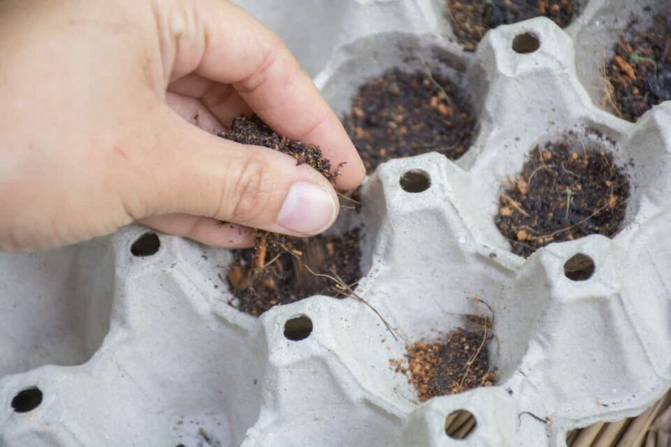 Starting Seeds in Egg Cartons Minneopa Orchards