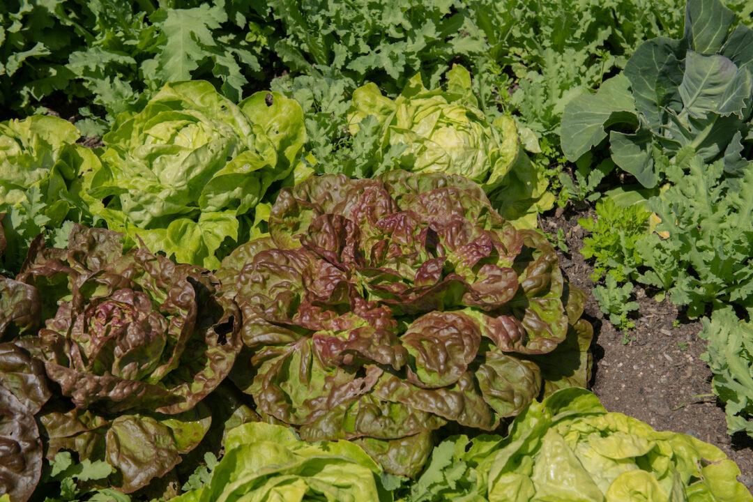 The Stunning Four Seasons Lettuce Minneopa Orchards