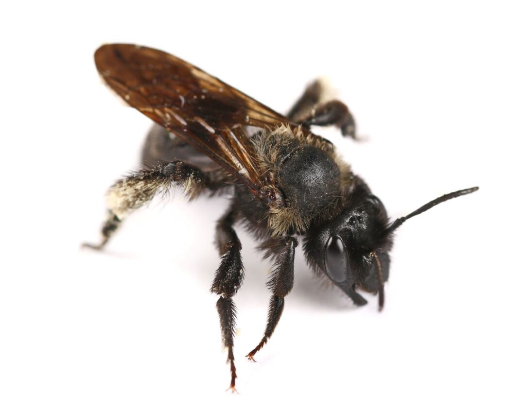 The German Bee: Everything You Need to Know About Their History and ...