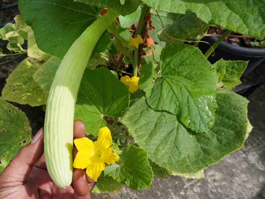 Armenian Cucumbers The Best Cultivation Instructions for Your Garden