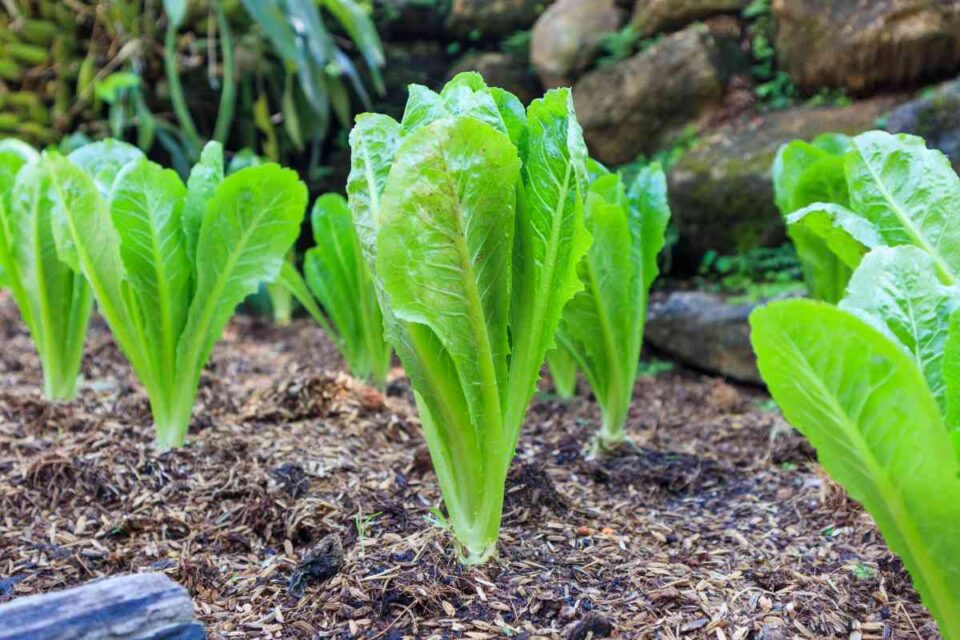 Jericho Romaine Lettuce the Best Lettuce Variety for WarmWeather