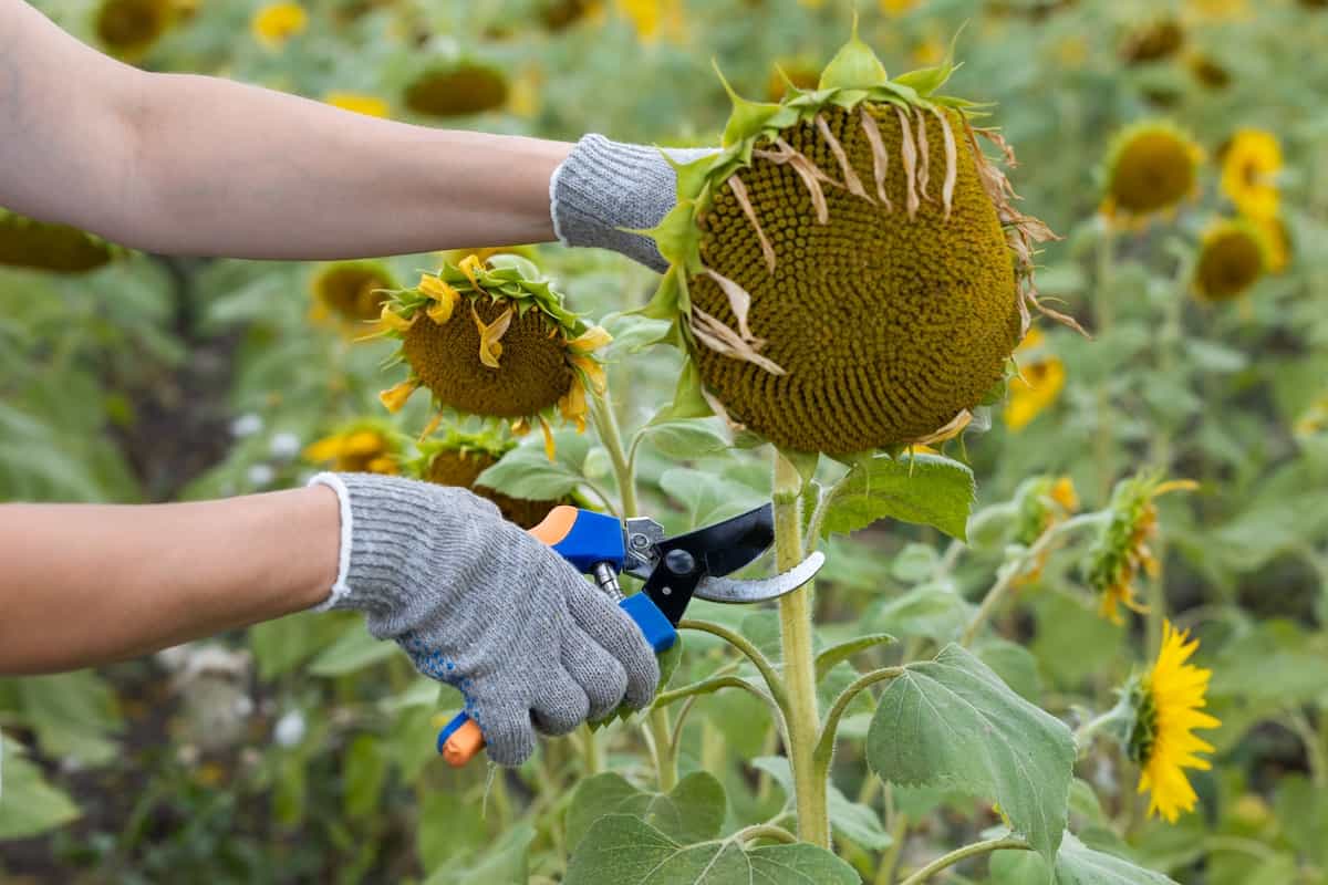 When to Harvest Sunflowers Minneopa Orchards