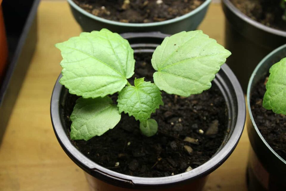 How to Plant Hibiscus Minneopa Orchards