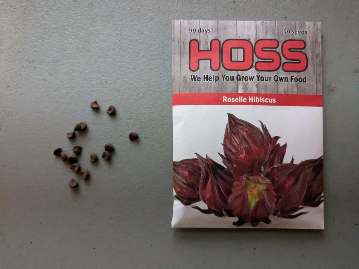 How to Plant Hibiscus Minneopa Orchards