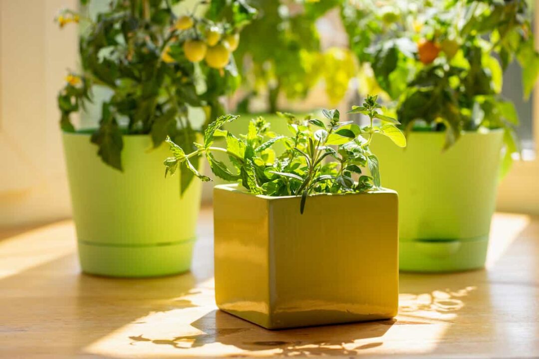 13 Indoor Vegetable Gardening Ideas Minneopa Orchards