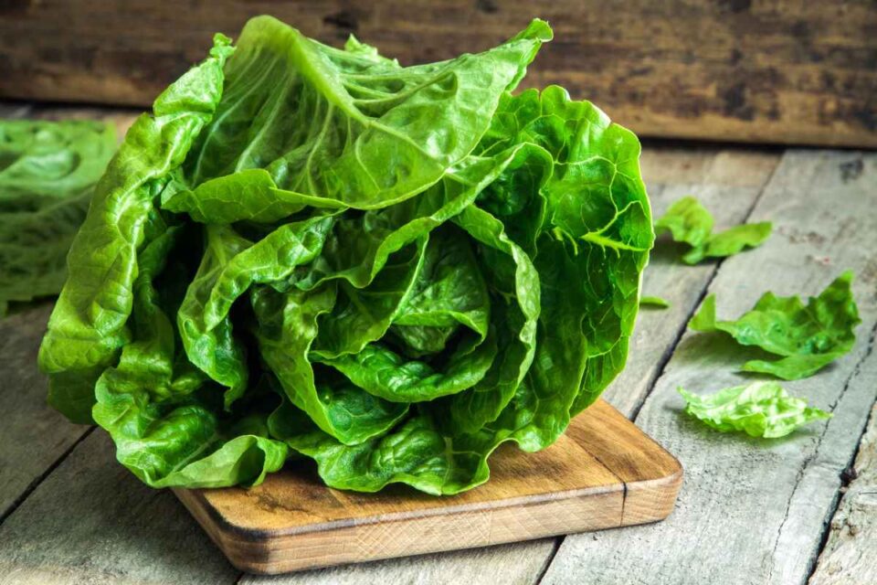 Jericho Romaine Lettuce the Best Lettuce Variety for WarmWeather