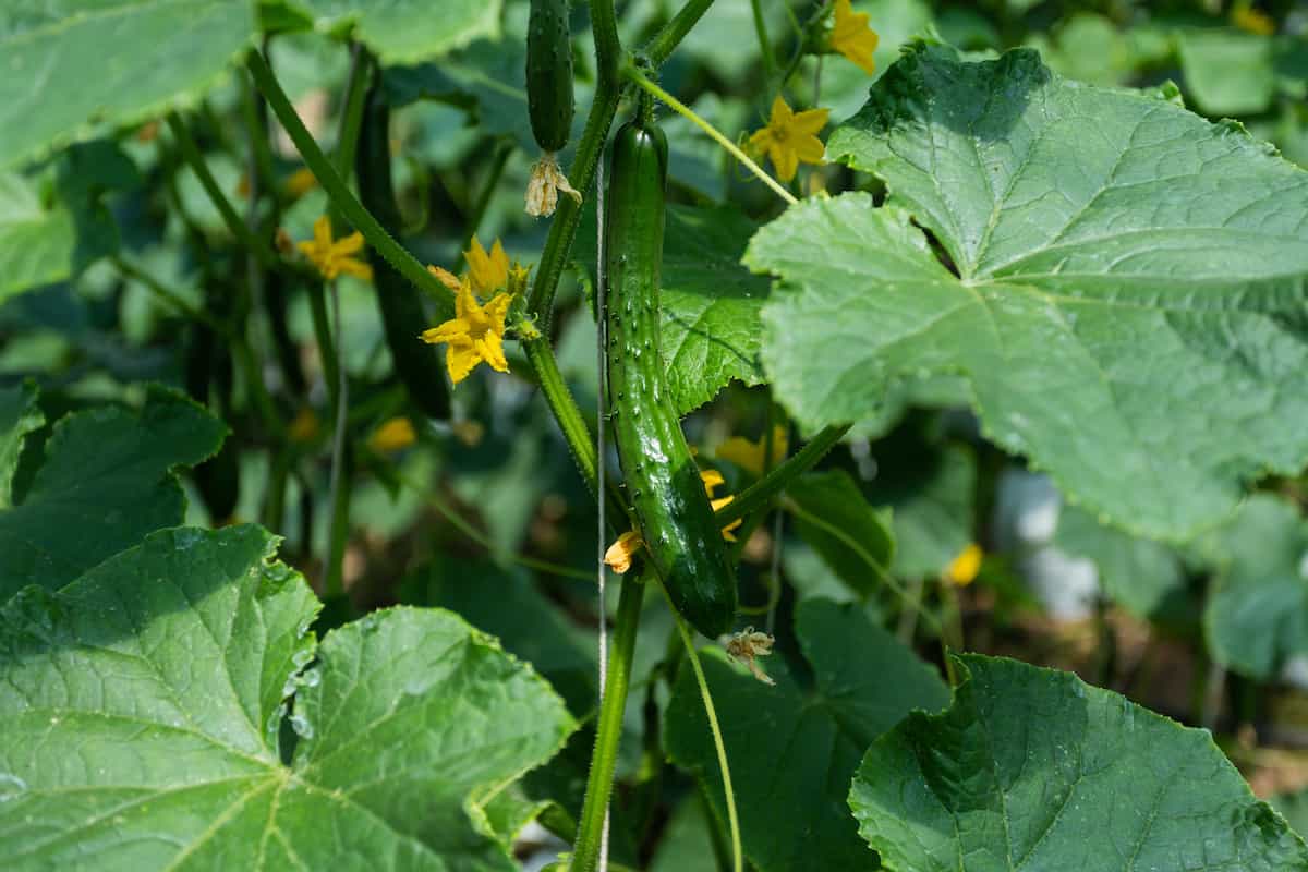 All About Japanese Climbing Cucumbers Minneopa Orchards