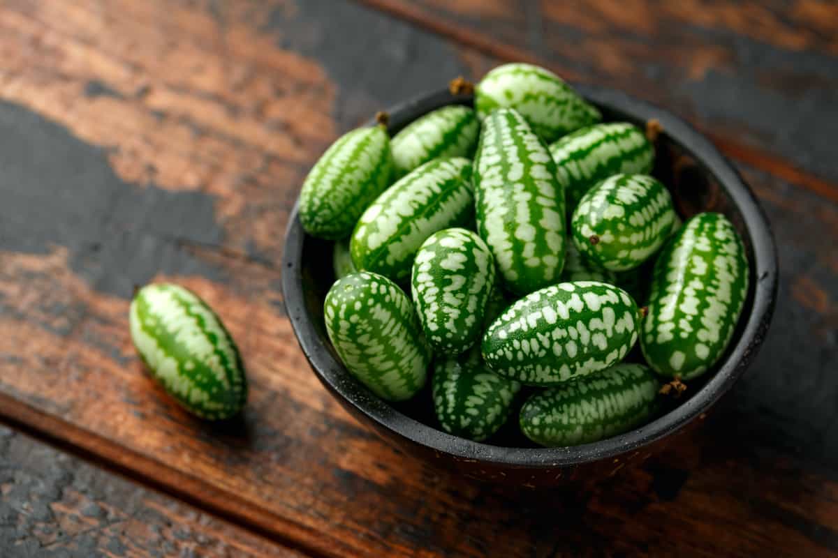 Mexican Sour Cucumbers Minneopa Orchards