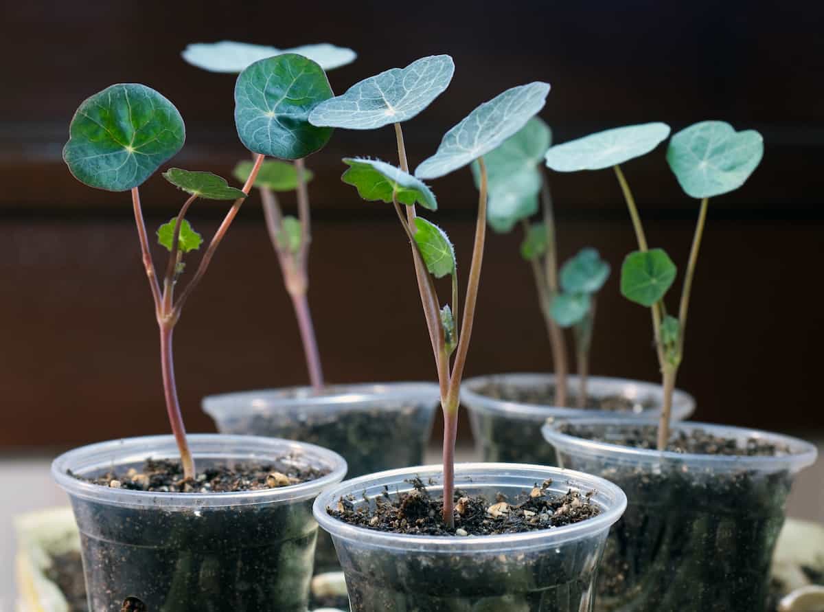 How to Plant Nasturtium Minneopa Orchards