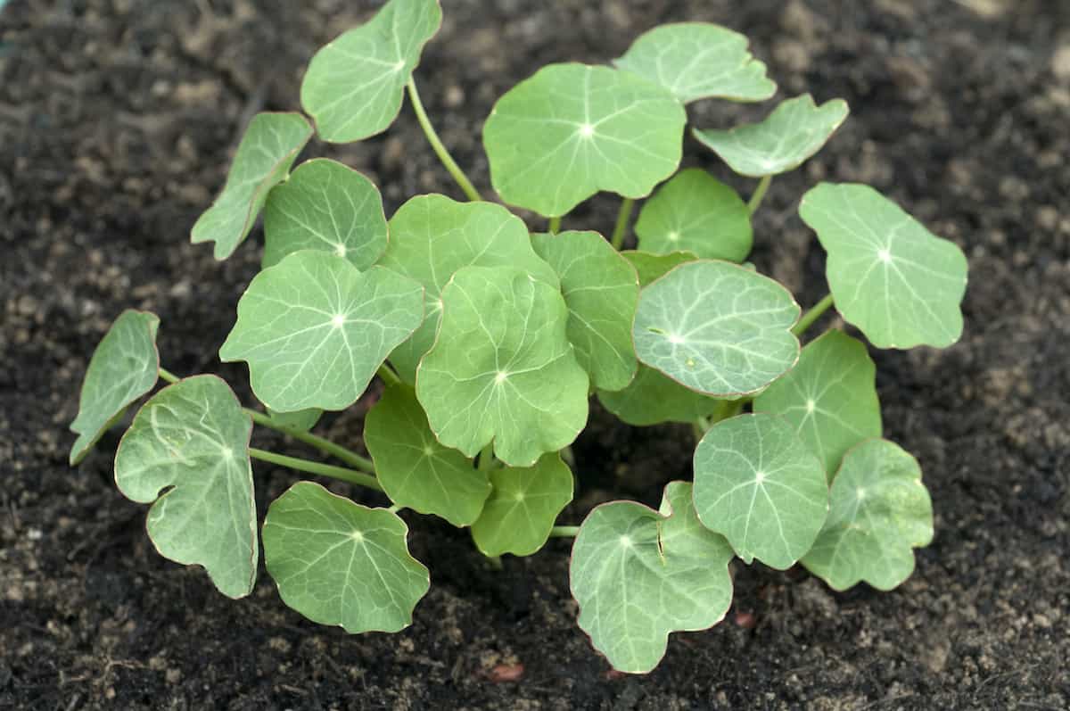How to Plant Nasturtium - Minneopa Orchards