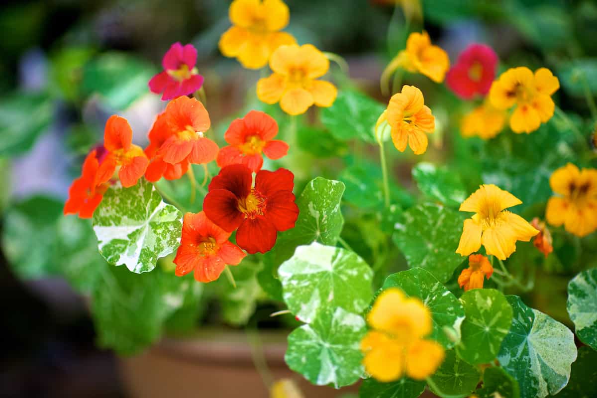 How to Plant Nasturtium Minneopa Orchards