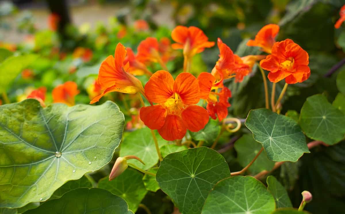 How to Plant Nasturtium Minneopa Orchards