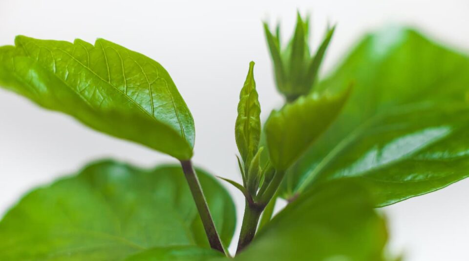 How to Plant Hibiscus Minneopa Orchards