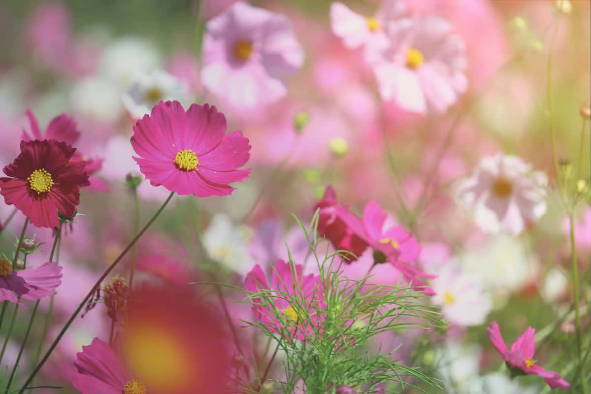 How to Plant Cosmos Minneopa Orchards
