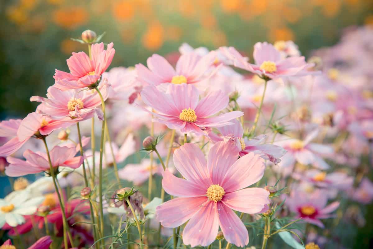 How to Plant Cosmos Minneopa Orchards