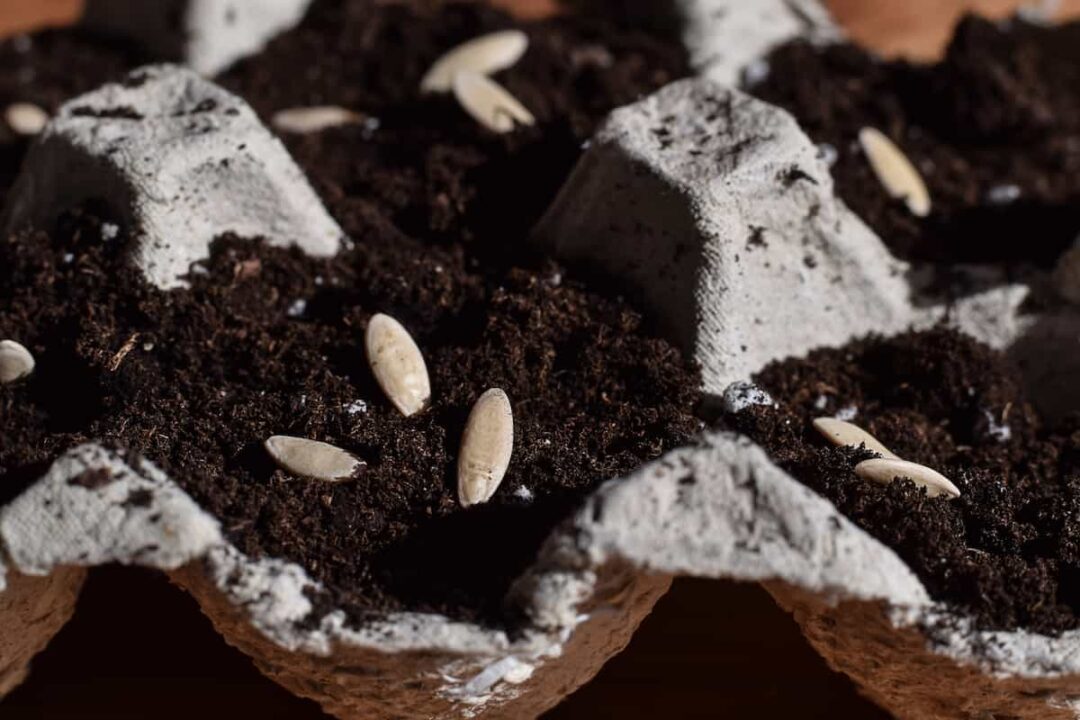 Starting Seeds in Egg Cartons Minneopa Orchards