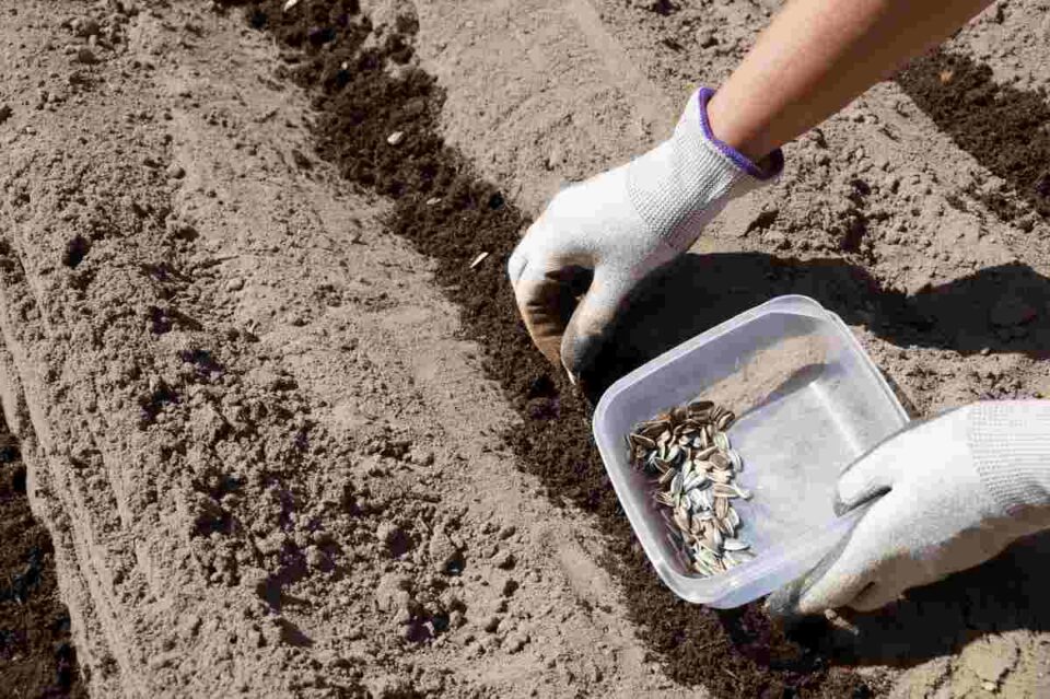The Zohar Sunflower How to Plant, Nurture, and Enjoy This Beauty