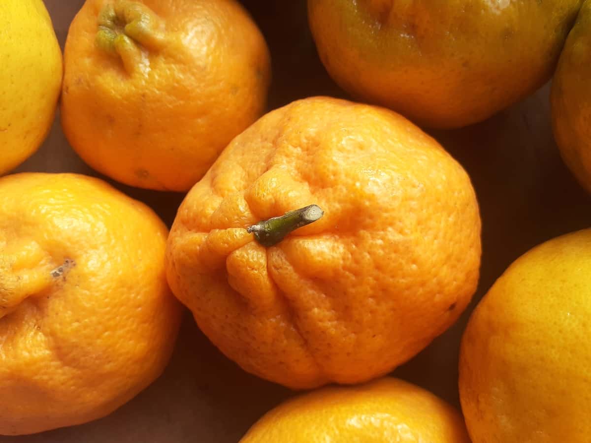 The Ponkan Tangerine Tree Minneopa Orchards