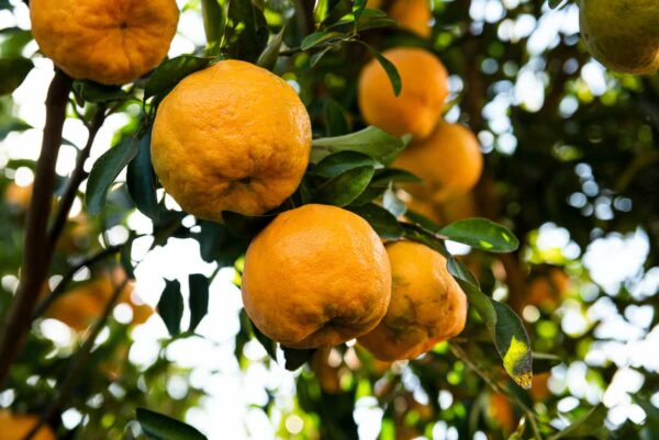 The Ponkan Tangerine Tree - Minneopa Orchards