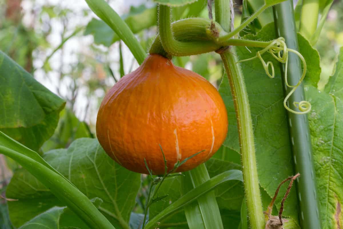 How to Plant Winter Squash Minneopa Orchards
