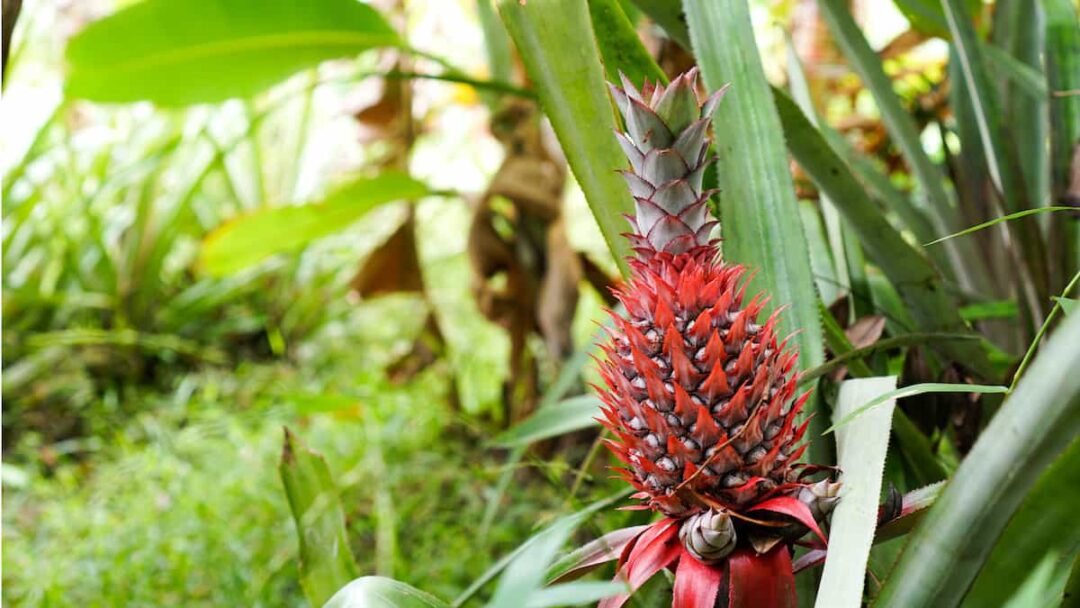 All About the Red Spanish Pineapple - Minneopa Orchards