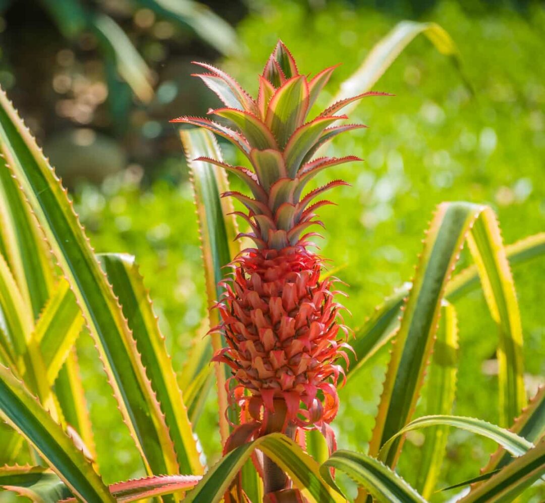 All About the Red Spanish Pineapple Minneopa Orchards