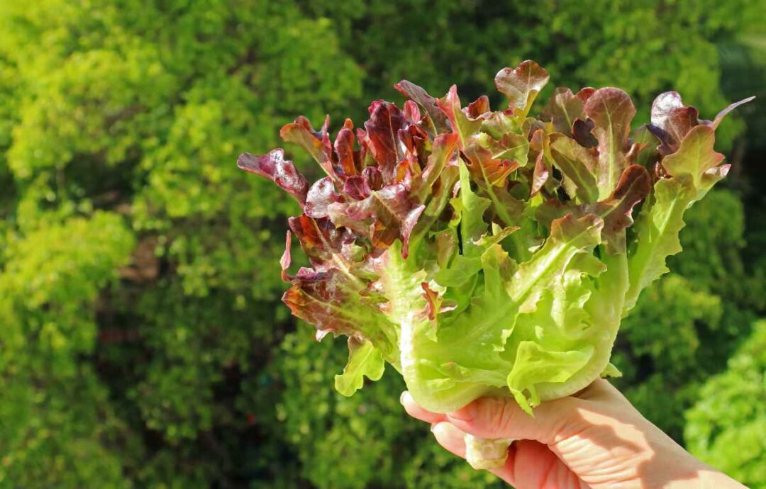 Red Sails Lettuce How to Plant, Grow, and Eat This Wonderful Leafy
