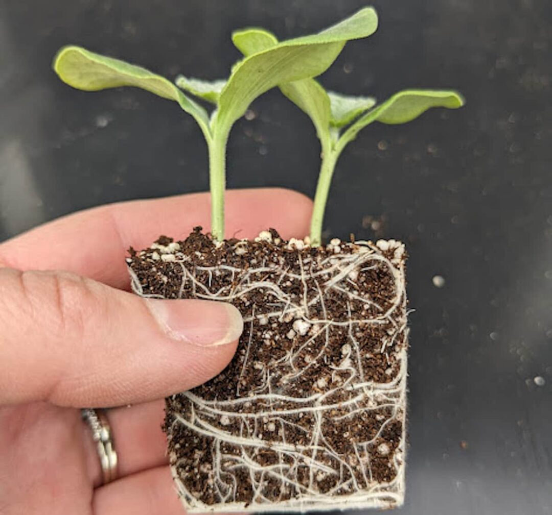 Why Are My Seedlings Dying? 11 Possible Reasons Minneopa Orchards