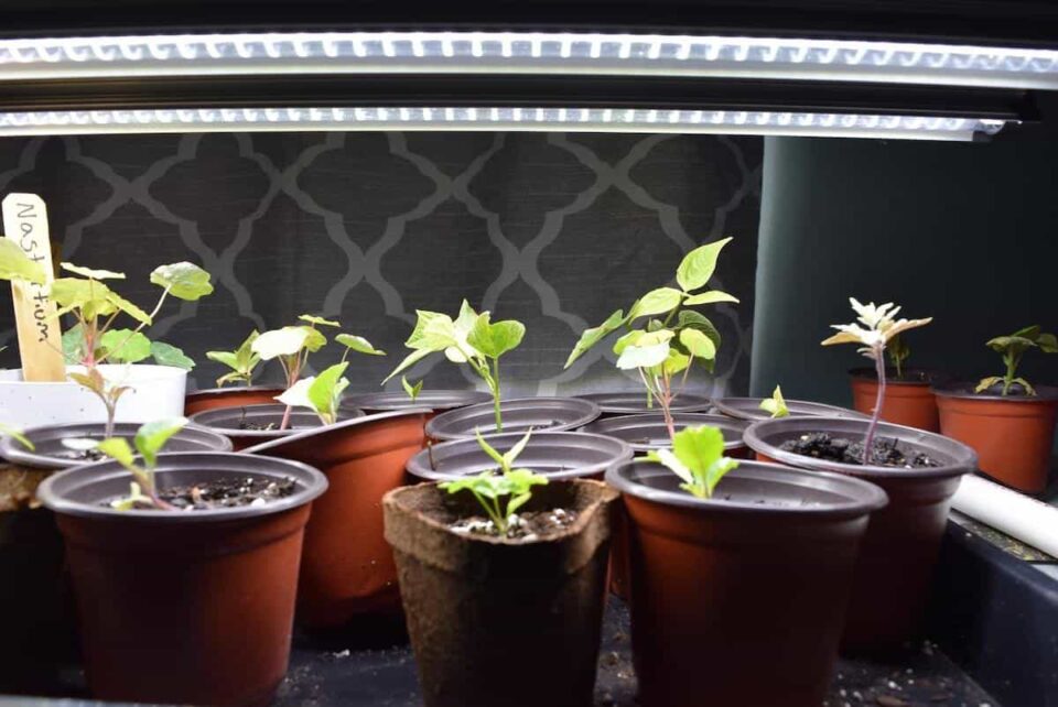 What Color Light is Best for Seedlings? Minneopa Orchards