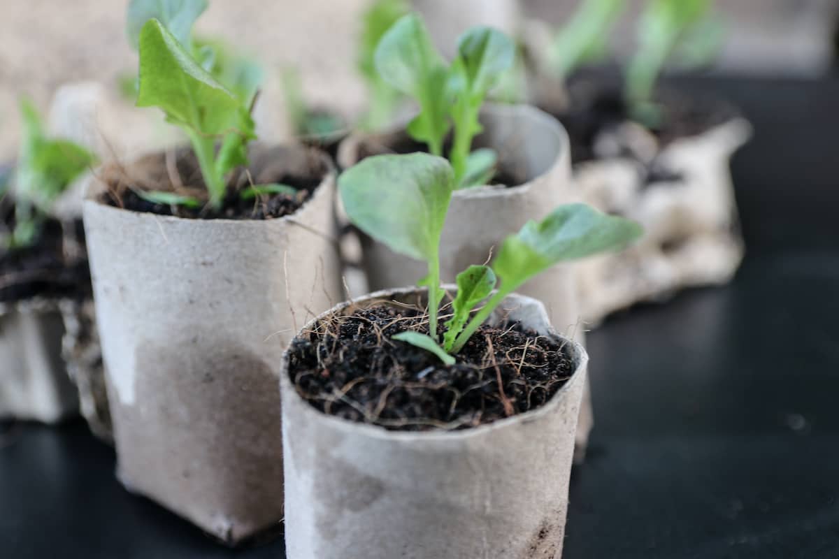 Starting Seeds in Egg Cartons Minneopa Orchards