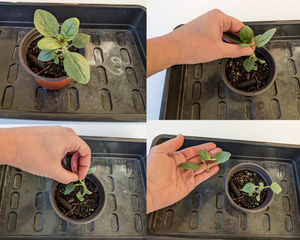 How to Plant Snapdragons Minneopa Orchards