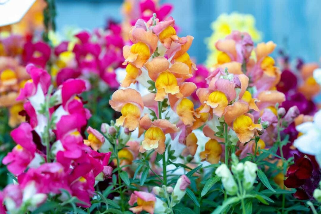 How to Plant Snapdragons Minneopa Orchards