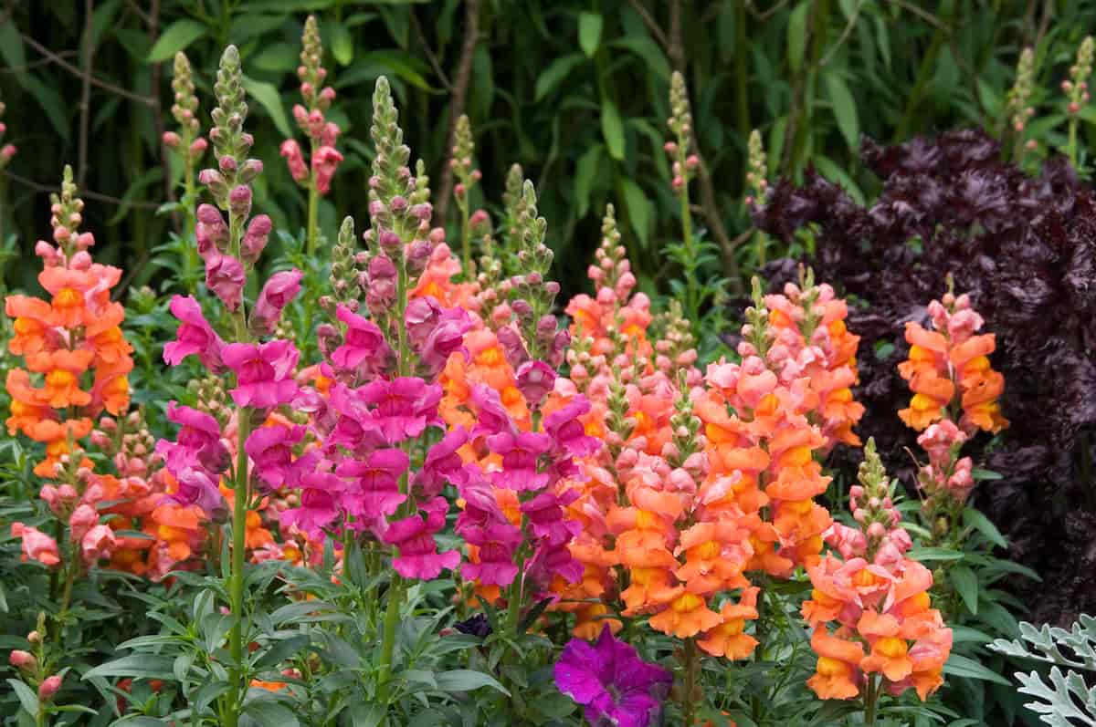 How to Plant Snapdragons Minneopa Orchards