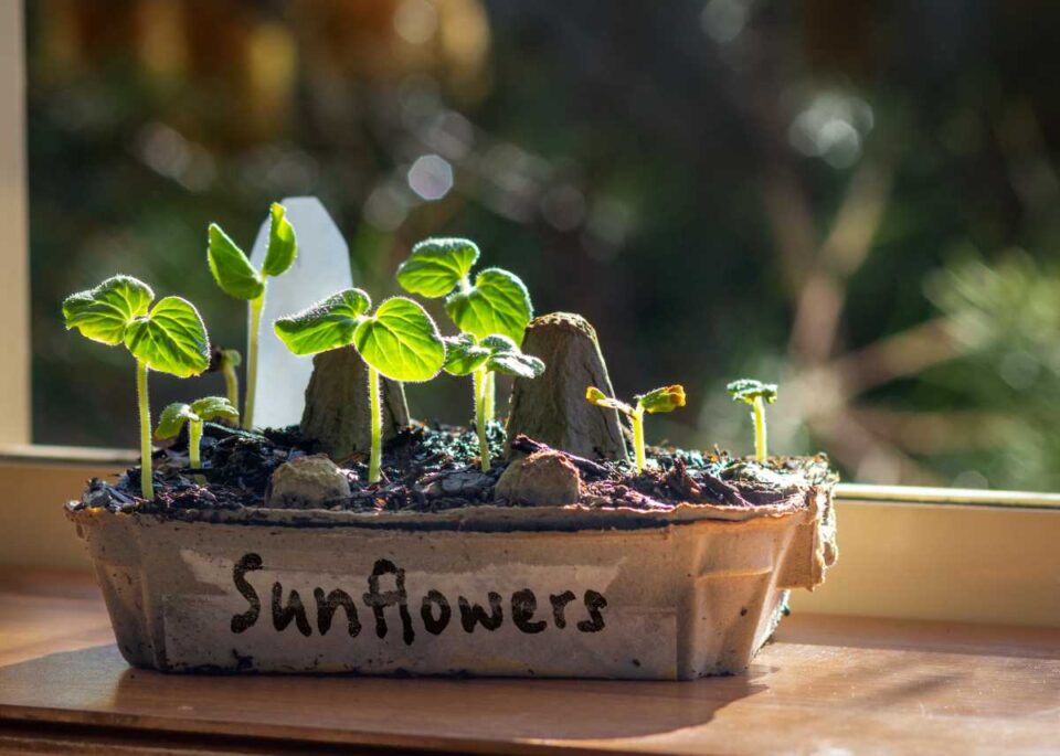 The Zohar Sunflower How to Plant, Nurture, and Enjoy This Beauty