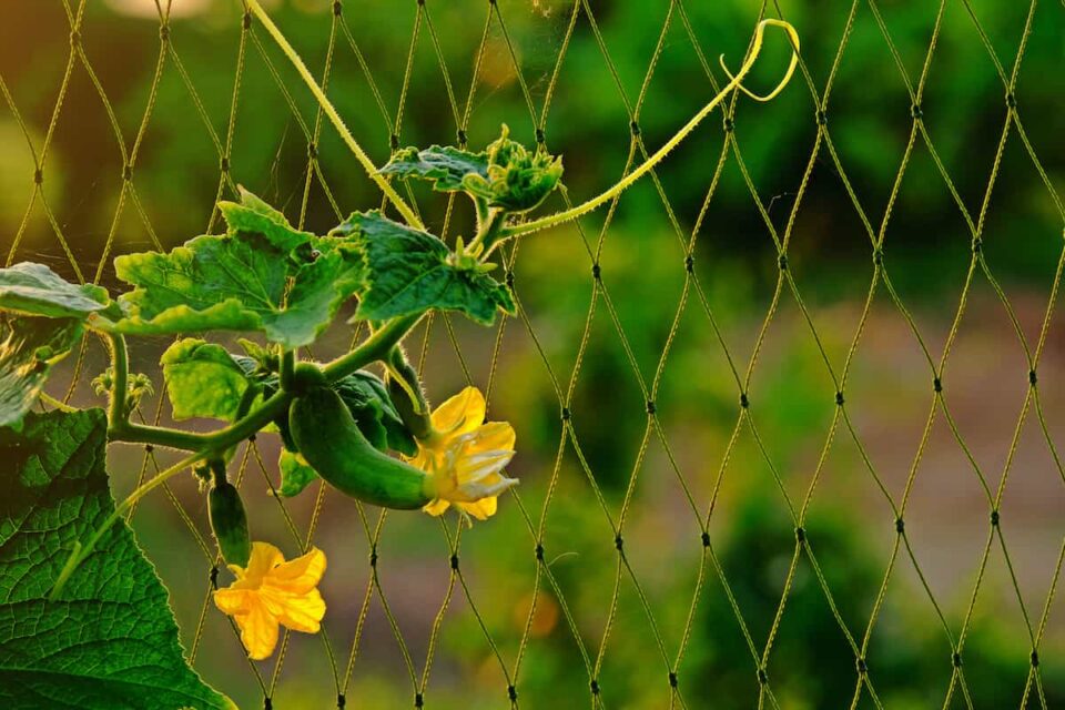 All About Japanese Climbing Cucumbers Minneopa Orchards