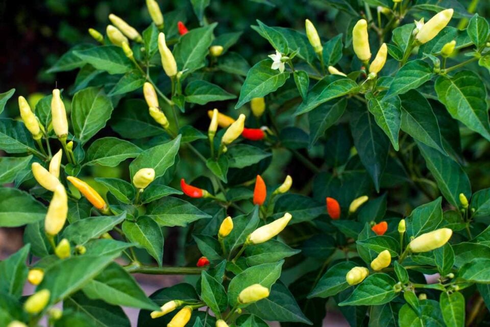 when are tabasco peppers ready to pick
