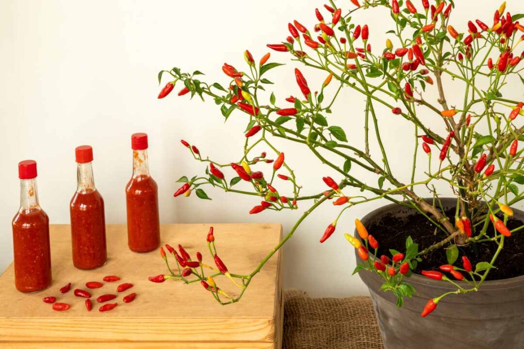 Tabasco Peppers How to Plant, Grow, and Enjoy These Delicious Peppers