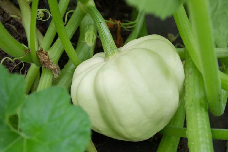 How to Plant Winter Squash Minneopa Orchards