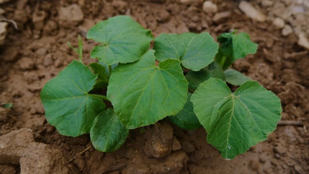 How to Plant Winter Squash Minneopa Orchards