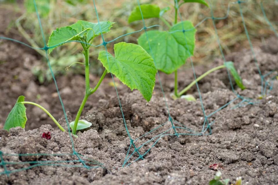 Burpless Beauty Cucumbers Minneopa Orchards