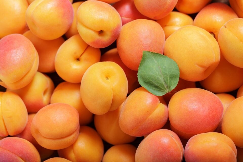 How to Harvest Apricots Minneopa Orchards