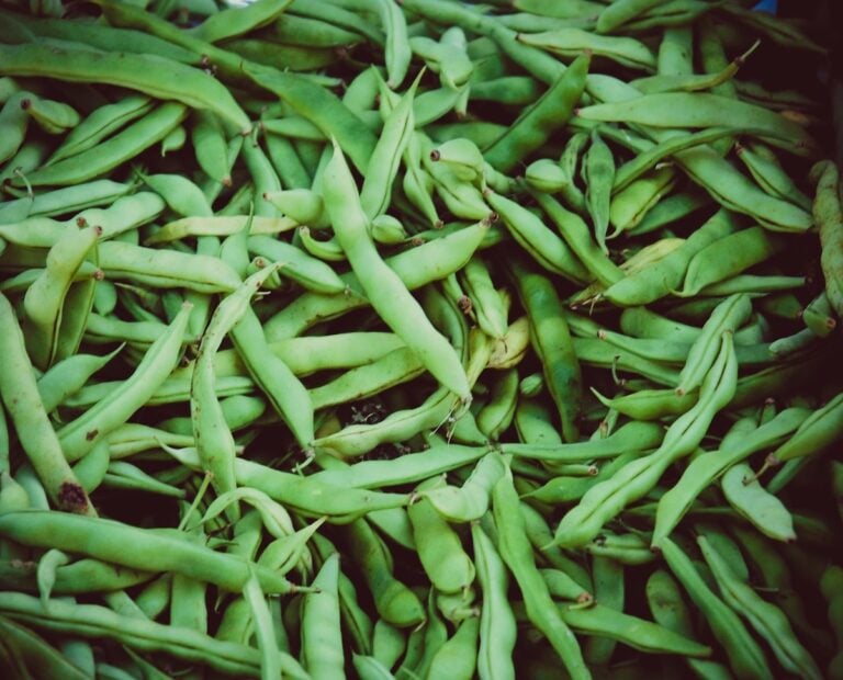 The Rich Mountaineer Half Runner Beans Minneopa Orchards
