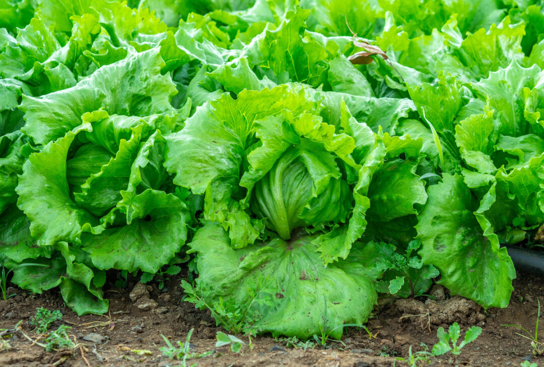 The Reliable Iceberg Lettuce Minneopa Orchards