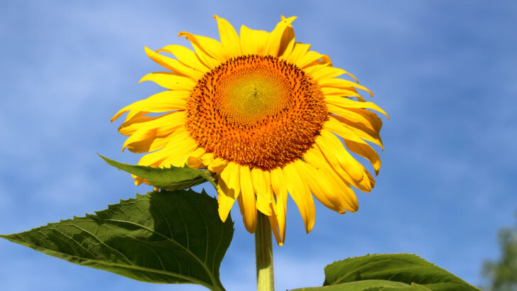 The Cheery Mammoth Sunflower - Minneopa Orchards