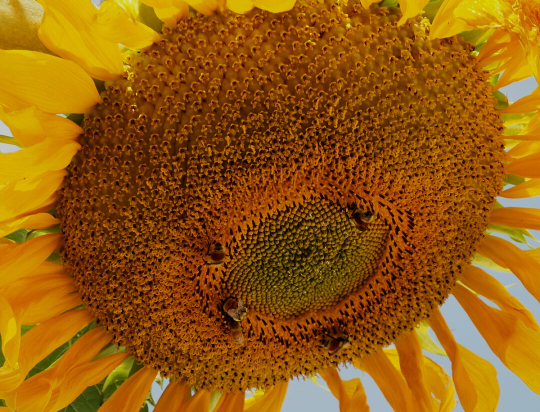 The Great Mongolian Giant Sunflower Minneopa Orchards