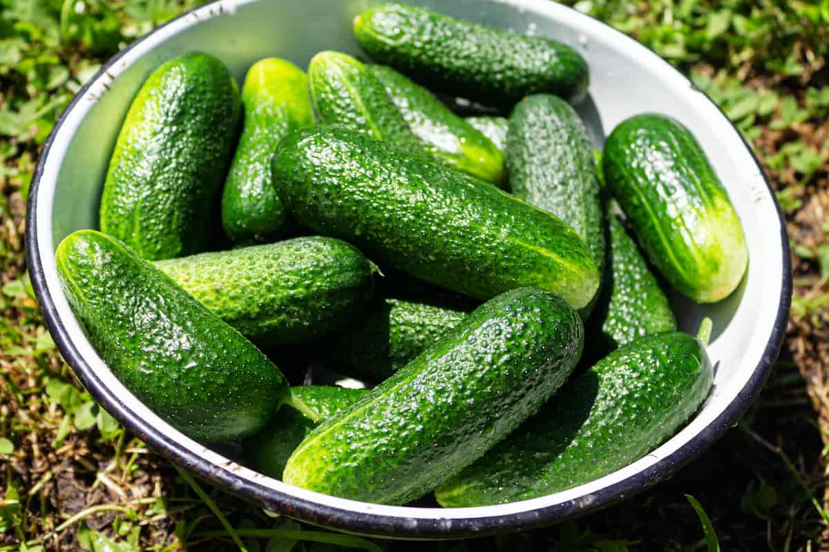 All About Picklebush Cucumbers Minneopa Orchards