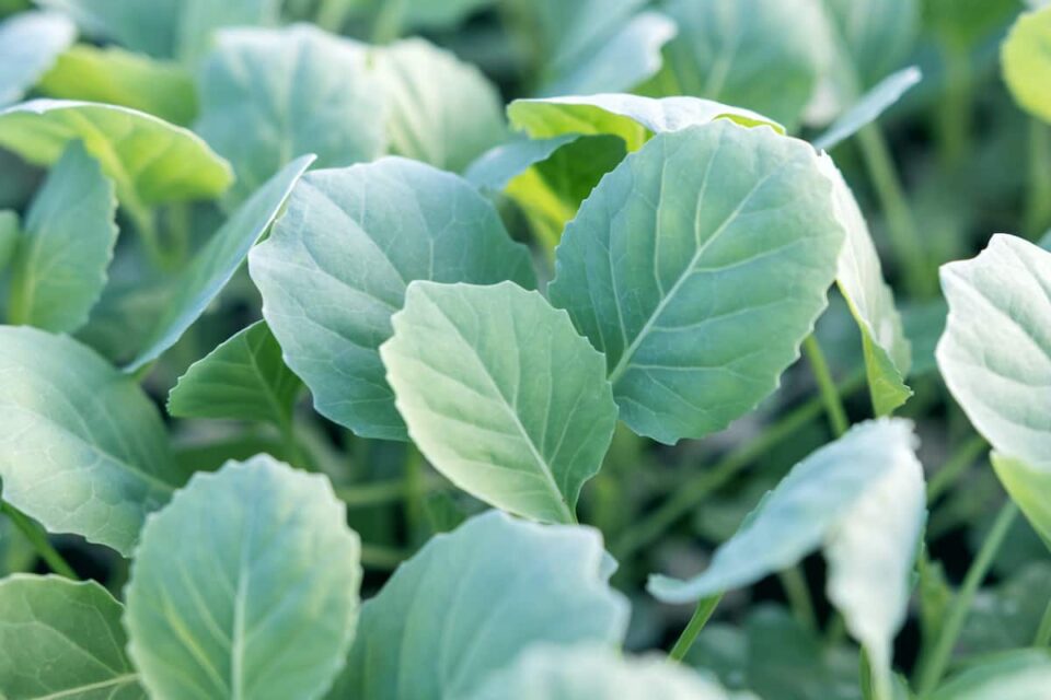 How to Plant Cabbage Minneopa Orchards