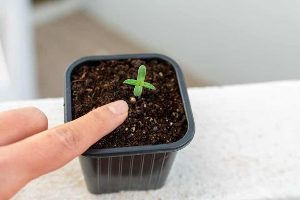 How Often to Water Seedlings Minneopa Orchards