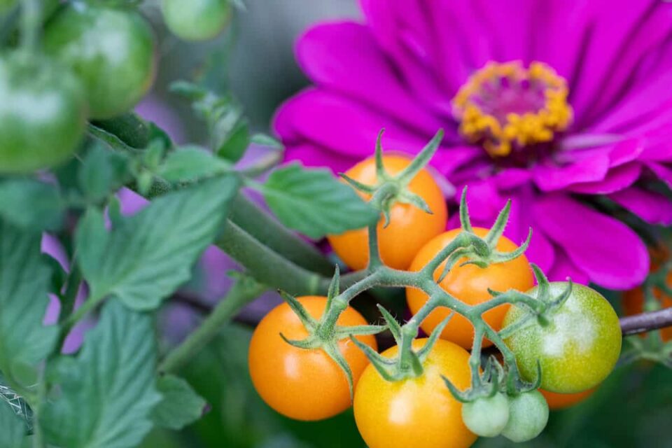 The 12 Best Companion Plants for Tomatoes Minneopa Orchards